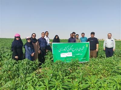 پایش مزارع الگویی شبانكاره توسط محققان مركز تحقیقات بوشهر